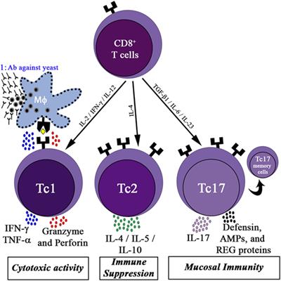 Frontiers | Methods of Controlling Invasive Fungal Infections Using CD8 ...