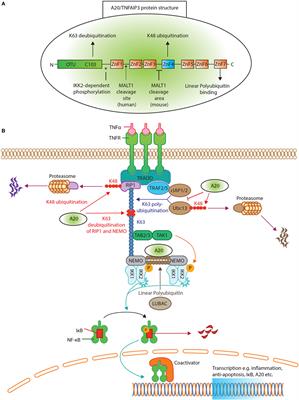 Frontiers | A20/Tumor Necrosis Factor α-Induced Protein 3 in Immune ...