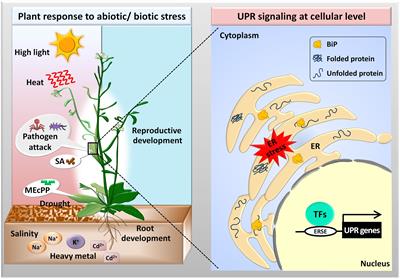 Frontiers Sensing The Stress A Role For The Uprmt And Upram In The