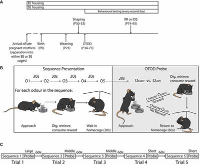 visual cue mice behavior