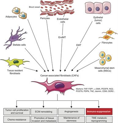 Frontiers Alteration Of The Antitumor Immune Response By - 