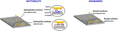 Frontiers | Laser Surface Texturing of Polymers for Biomedical Applications