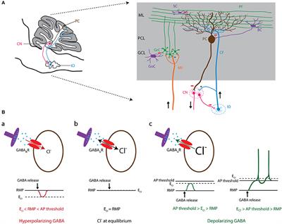 Frontiers  Chloride Homeostasis in Neurons With Special Emphasis on the  Olivocerebellar System: Differential Roles for Transporters and Channels