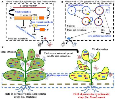 Frontiers | Viruses and Phytoparasitic Nematodes of Cicer arietinum L ...