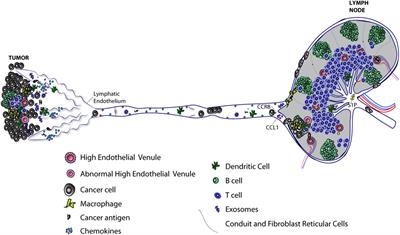 Frontiers Growth And Immune Evasion Of Lymph Node Metastasis