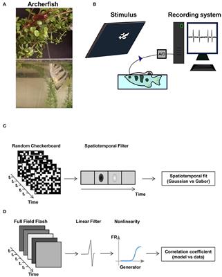 Frontiers Coding Schemes In The Archerfish Optic Tectum - 