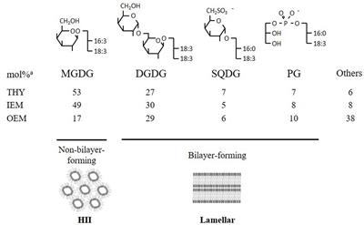 Frontiers | Do Galactolipid Synthases Play a Key Role in the Biogenesis ...