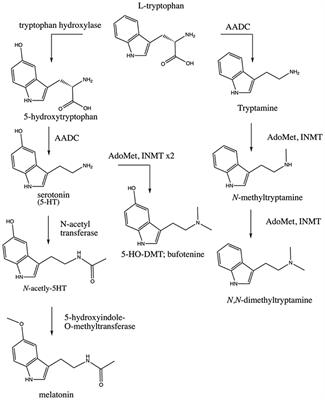 Frontiers | Indolethylamine-N-methyltransferase Polymorphisms: Genetic and Biochemical Approaches for Study Endogenous N,N,-dimethyltryptamine