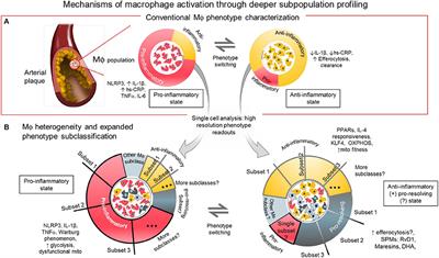 Frontiers Dynamic Macrophages Understanding Mechanisms Of Activation As Guide To Therapy For Atherosclerotic Vascular Disease Cardiovascular Medicine