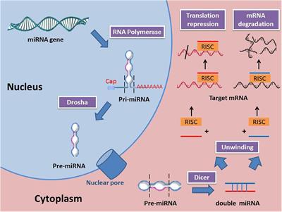 Frontiers | Role of MicroRNA in Proliferation Phase of Wound Healing