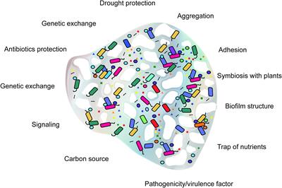 Frontiers | Microbial Extracellular Polymeric Substances: Ecological ...