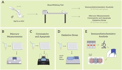 Frontiers Exposure To Inorganic Mercury Causes Oxidative Stress Cell Death And Functional Deficits In The Motor Cortex Molecular Neuroscience