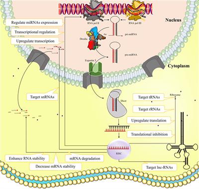 Frontiers | Anti-Inflammatory MicroRNAs and Their Potential for ...