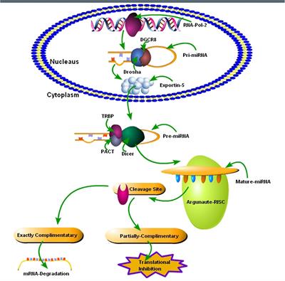 Frontiers | Regulation of MicroRNAs-Mediated Autophagic Flux: A New ...