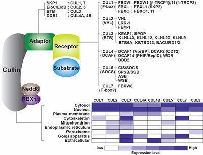 Frontiers Chromatin Bound Cullin Ring Ligases Regulatory Roles In Dna Replication And Potential Targeting For Cancer Therapy Molecular Biosciences