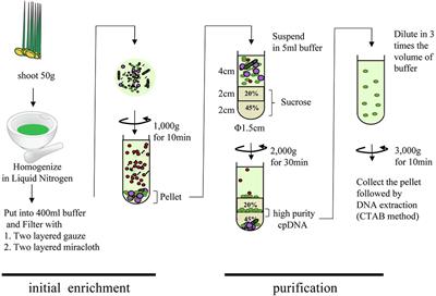 Frontiers | Method of Extracting Chloroplast DNA for High-Quality Plastome and de Novo Assembly