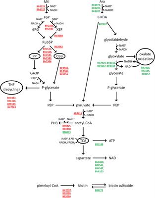 Frontiers | Induction by Bradyrhizobium diazoefficiens of Different ...