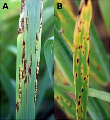 Frontiers | Transposable Element Genomic Fissuring in Pyrenophora teres ...