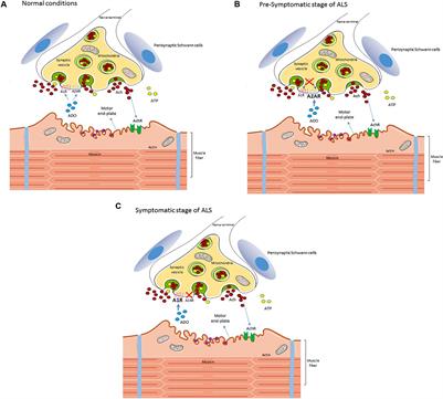 Calcium Signaling Pathways Mediating Synaptic Potentiation Triggered by  Amyotrophic Lateral Sclerosis IgG in Motor Nerve Terminals