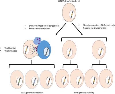 Frontiers | How to Control HTLV-1-Associated Diseases: Preventing de ...