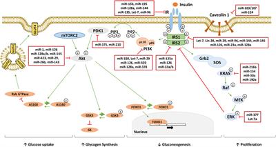 Frontiers | The Destiny of Glucose from a MicroRNA Perspective