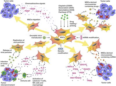 Frontiers | Application of Mesenchymal Stem Cells for Therapeutic Agent ...