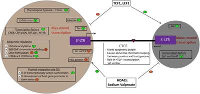 Frontiers | HTLV-1: Regulating the Balance Between Proviral Latency and ...