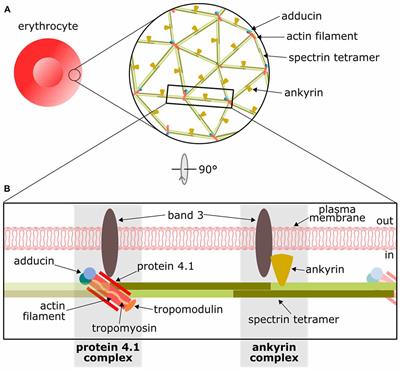 Frontiers | The Actin/Spectrin Membrane-Associated Periodic Skeleton in ...