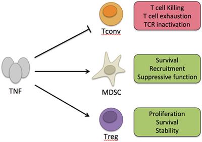 Frontiers Tumor Necrosis Factor α And Regulatory T Cells - 