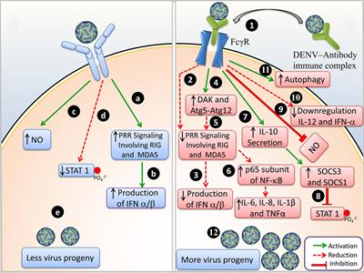 Frontiers | Modulation of Dengue\/Zika Virus Pathogenicity by Antibody ...