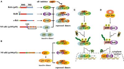 Saga Zee Mainstream Frontiers | MicroRNA Roles in the Nuclear Factor Kappa B Signaling Pathway  in Cancer