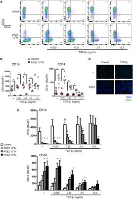 Frontiers Prostaglandin E2 Antagonizes Tgf B Actions During The Differentiation Of Monocytes Into Dendritic Cells Immunology