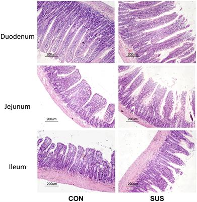 Frontiers | Responses of Intestinal Mucosal Barrier Functions of Rats ...