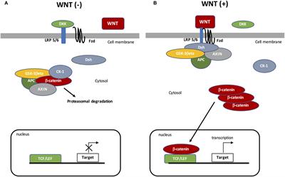 Frontiers Crosstalk Between Peroxisome Proliferator Activated Receptor Gamma And The Canonical Wnt B Catenin Pathway In Chronic Inflammation And Oxidative Stress During Carcinogenesis Immunology