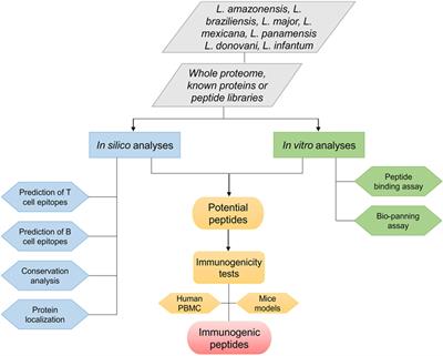 Frontiers | Peptide Vaccines for Leishmaniasis