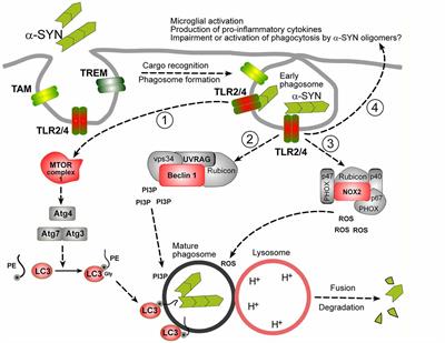 Frontiers | Microglial Phagocytosis and Its Regulation: A Therapeutic ...