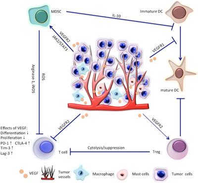 Frontiers | Targeting VEGF/VEGFR to Modulate Antitumor Immunity