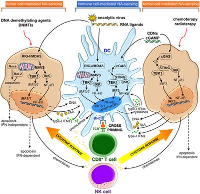 Frontiers | Targeting Cytosolic Nucleic Acid-Sensing Pathways for ...