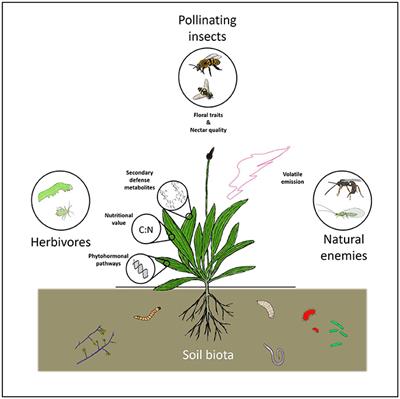 Frontiers  Belowground Chemical Interactions: An Insight Into