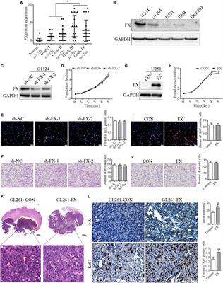 Frontiers | Coagulation Factor X Regulated by CASC2c Recruited ...