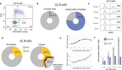 Dr. Jorge Carneiro - Quantifying cellular heterogeneity: How