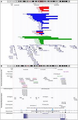 Frontiers | Advancing Stem Cell Models of Alpha-Synuclein Gene ...