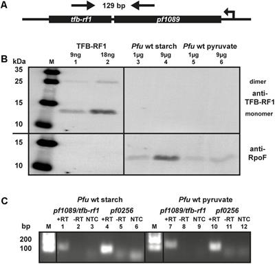 Frontiers The Transcriptional Regulator Tfb Rf1 Activates Transcription Of A Putative Abc Transporter In Pyrococcus Furiosus Microbiology