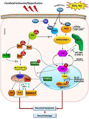 Frontiers | c-Jun N-Terminal Kinases (JNKs) in Myocardial and Cerebral ...