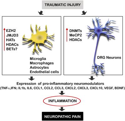 Frontiers | Epigenetic Modifications Associated to Neuroinflammation ...