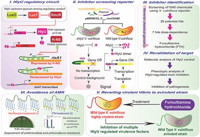 Frontiers | Identification and Validation of an Antivirulence Agent ...