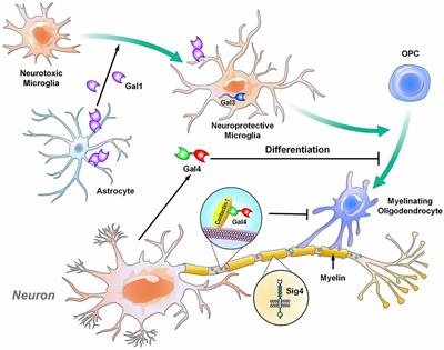 Frontiers | Microglial Lectins in Health and Neurological Diseases