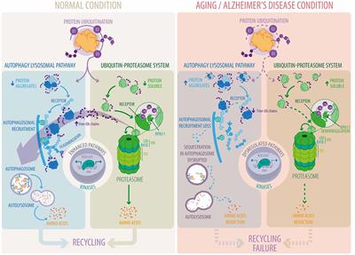 Frontiers | Interplay Between the Autophagy-Lysosomal Pathway and the ...