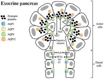 Frontiers Pancreatic Aquaporin 7 A Novel Target For Anti Diabetic Drugs Chemistry