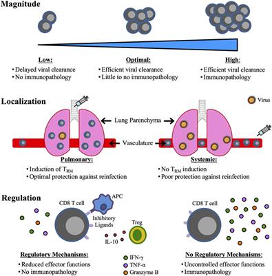 Frontiers | The CD8 T Cell Response to Respiratory Virus Infections
